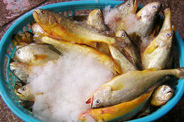 冰鮮黃魚
