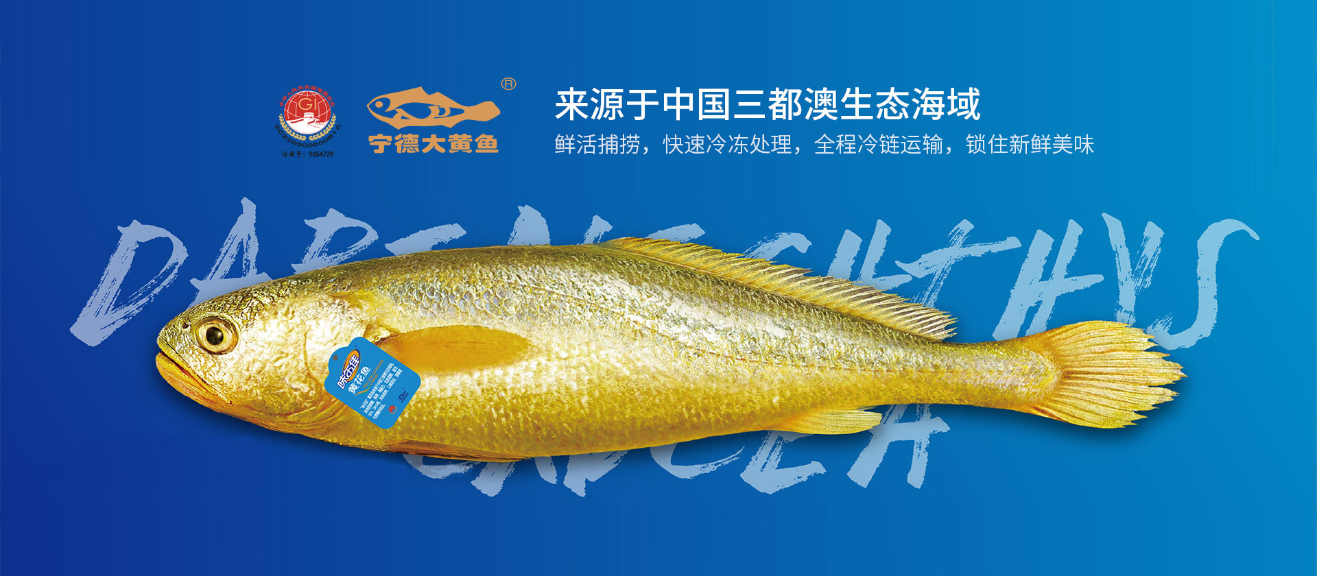 大黃魚